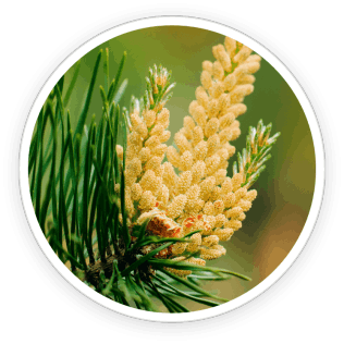 pine pollen extract