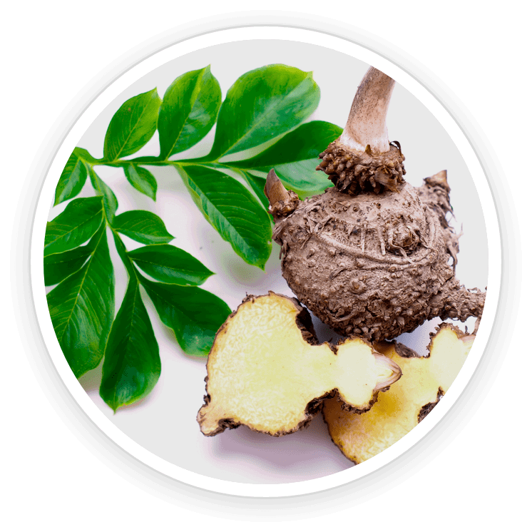 glucomannan